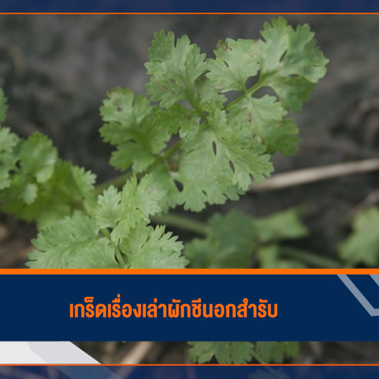 HaveANEWSDay-1-650208-10