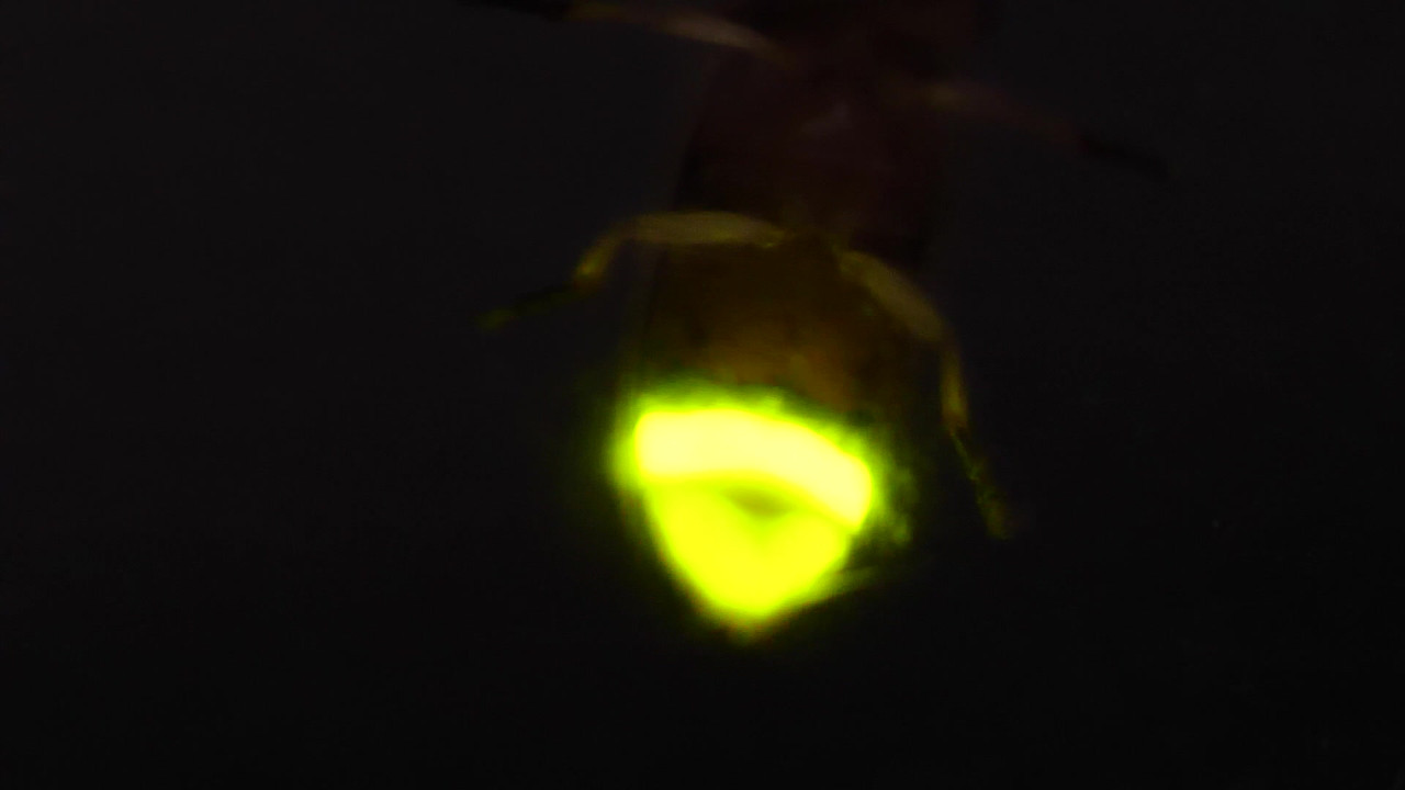 Witnoi681018_3