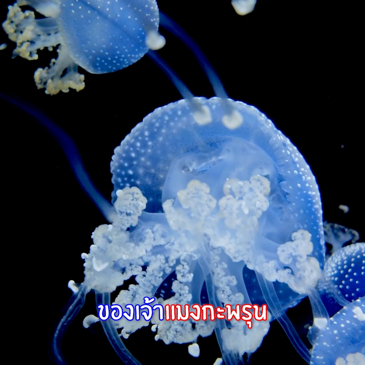 KidRangers681115_1
