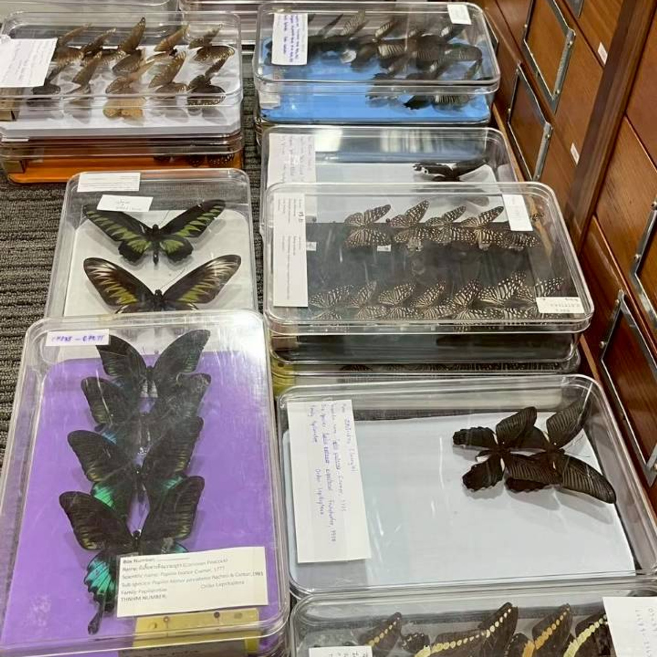 LINE_ALBUM_ep9_251029_2