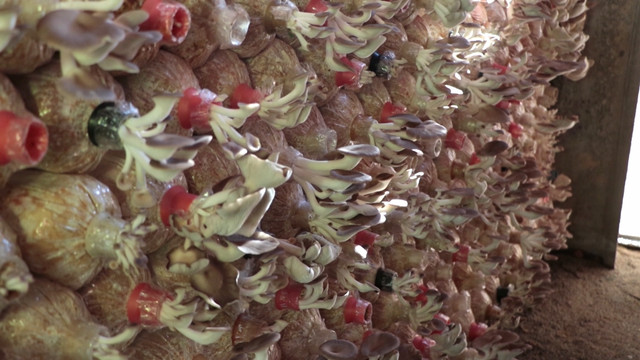 HAVE A NEWSDAY