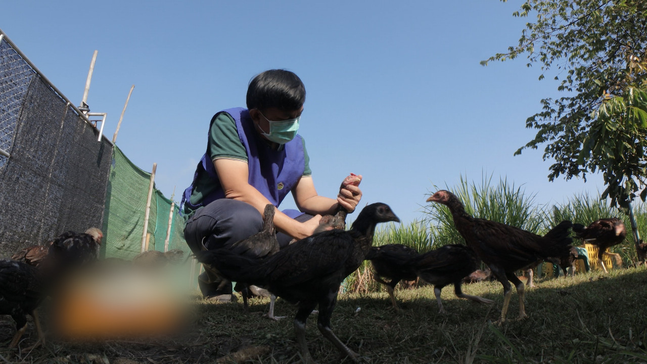 ไก่บ้าน ๆ จัดการแบบพรีเมียม