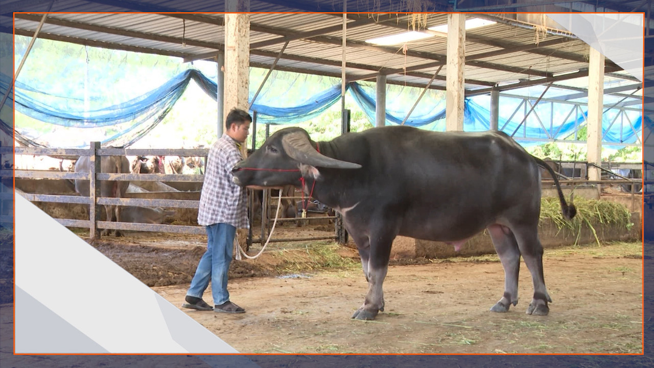 คนรุ่นใหม่พัฒนาและเพาะพันธุ์ควายอุทัยธานี