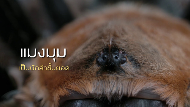 เกิดมาไม... สัตว์