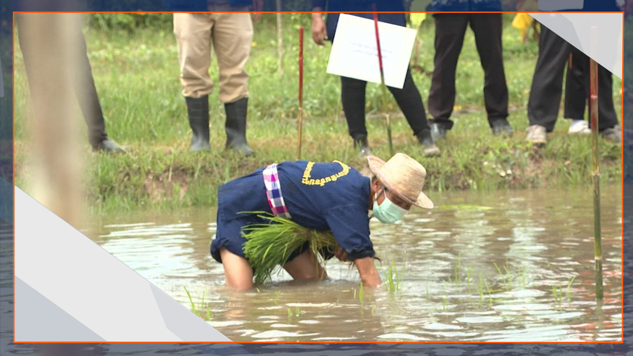 ดำนาย้อนยุค จังหวัดฉะเชิงเทรา