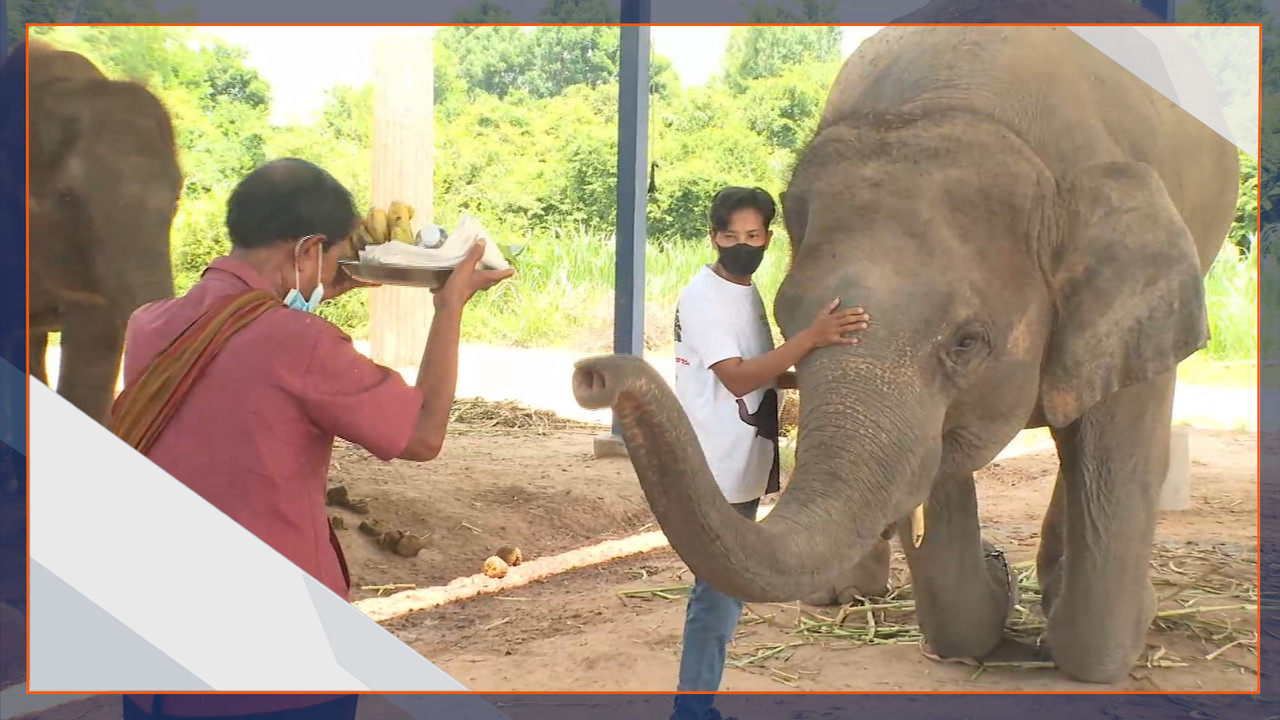 หมอธรรมรักษาช้าง จังหวัดสุรินทร์