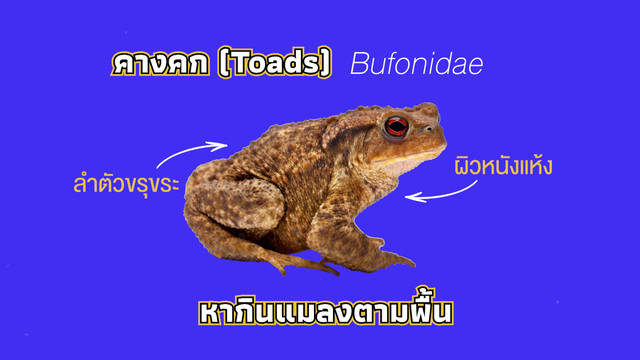 เกิดมาไม... สัตว์
