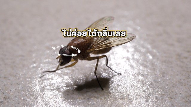 เกิดมาไม... สัตว์