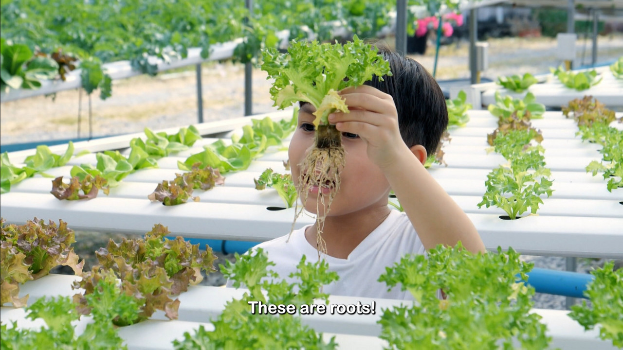 พืชไร้ดิน