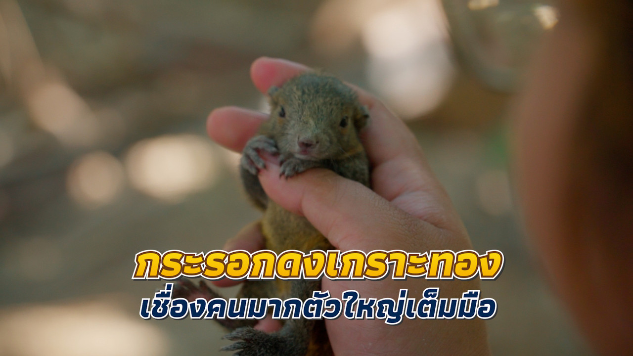 เกิดมาไมกระรอก