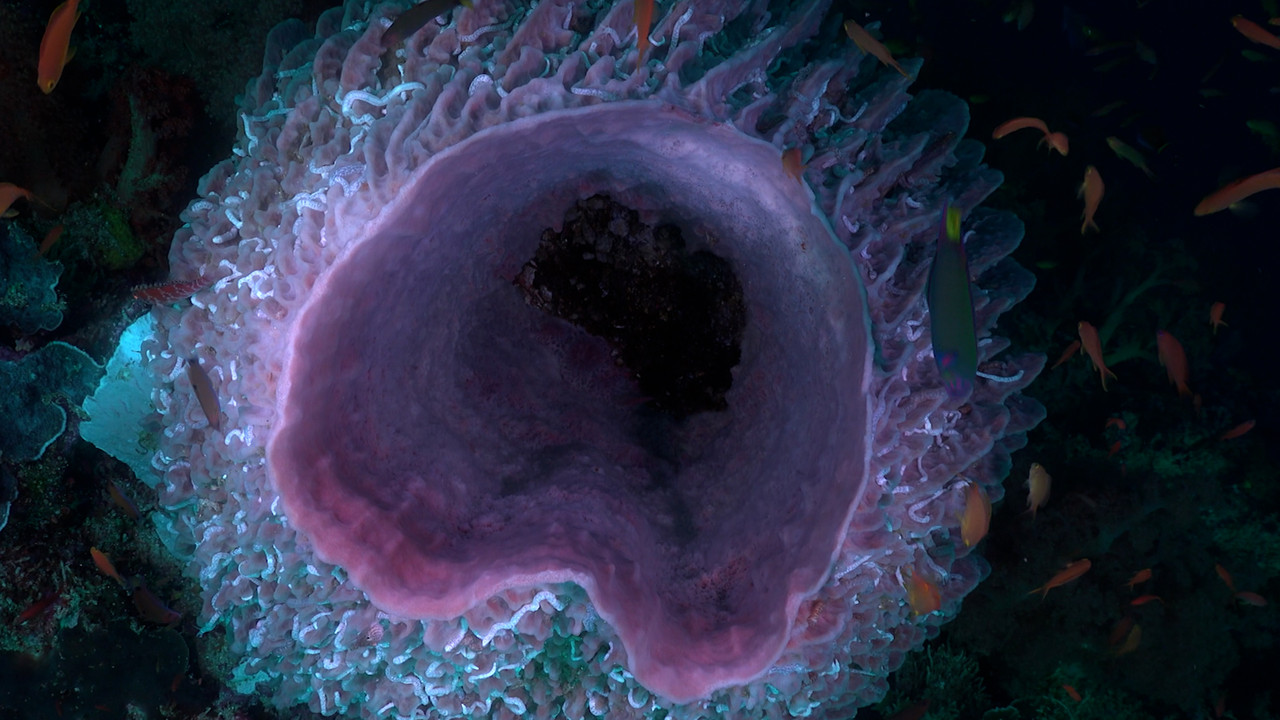 เกิดมาไมฟองน้ำทะเล