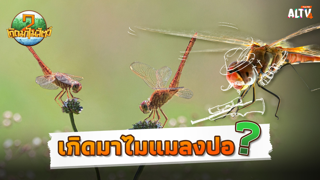 เกิดมาไมแมลงปอ