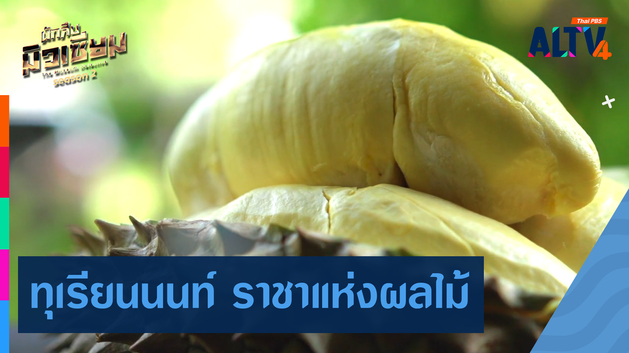 ทุเรียนนนท์ ราชาแห่งผลไม้ - ALTV ช่อง 4