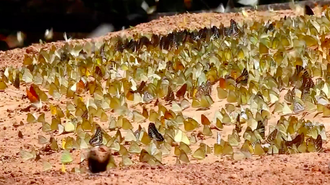 เทศกาลชมผีเสื้อ ราชินีแห่งแมลง ที่อุทยานแห่งชาติปางสีดา จ.สระแก้ว