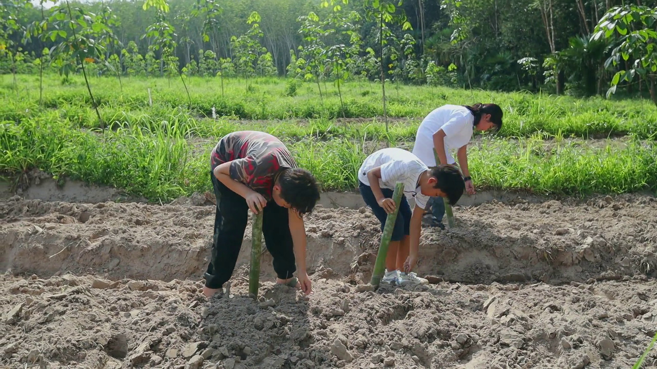 ทำนาข้าวไร่ ตอน 1