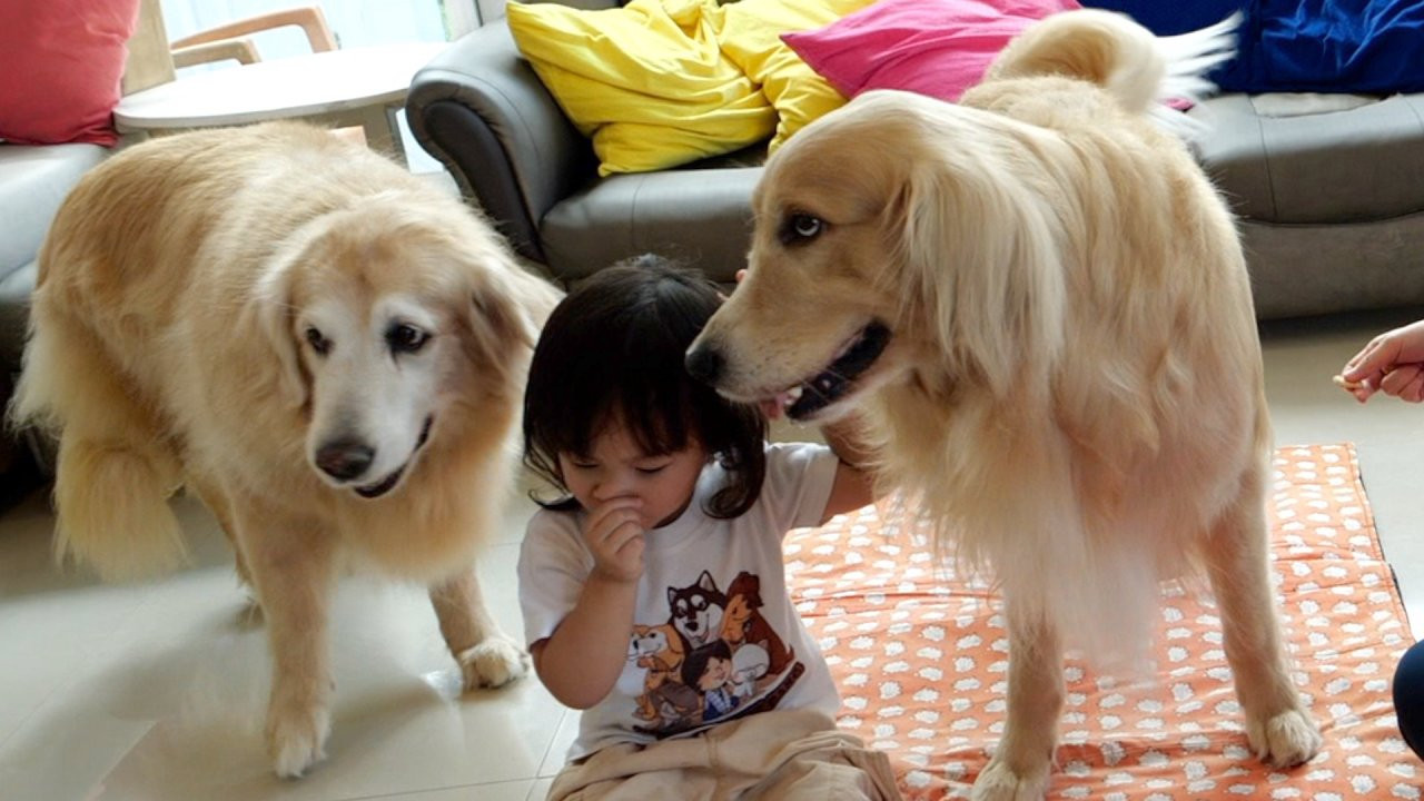 หมากลัวฟ้าร้องฟ้าผ่า