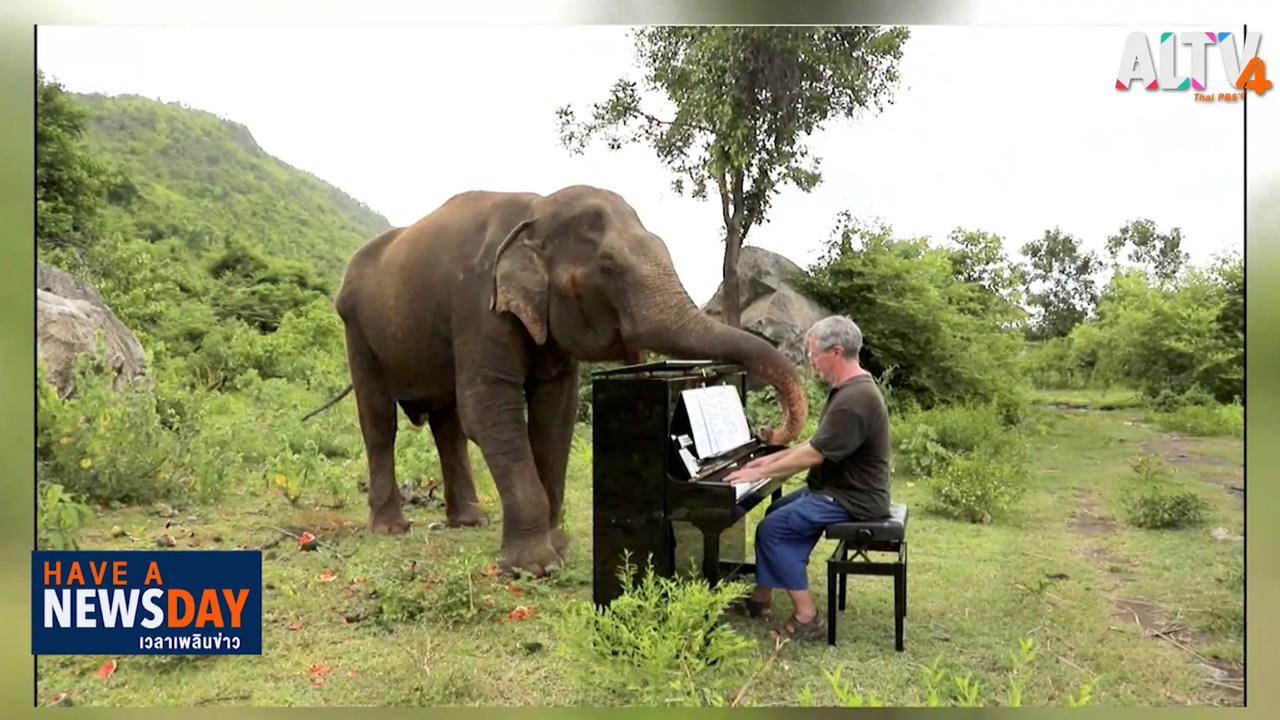 จิตอาสาบำบัดช้างชราด้วยเสียงเปียโน