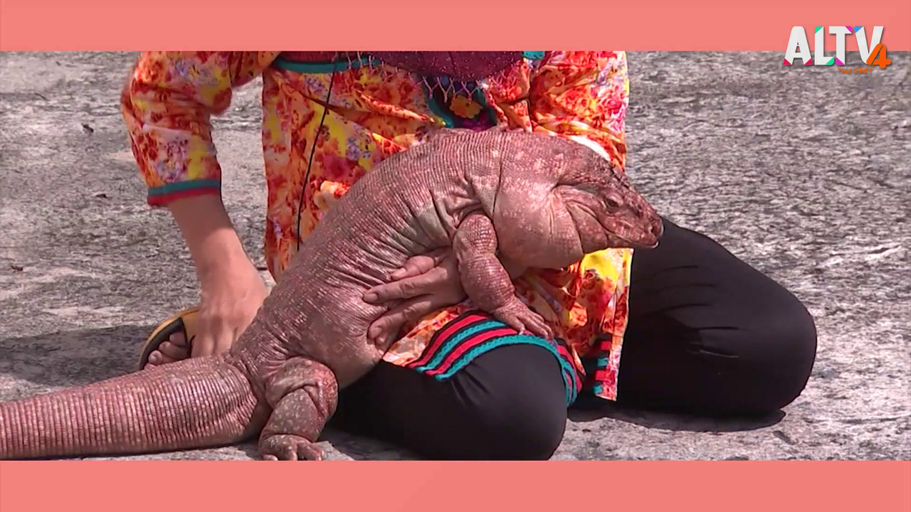 เตกู กิ้งก่าเพื่อนรัก