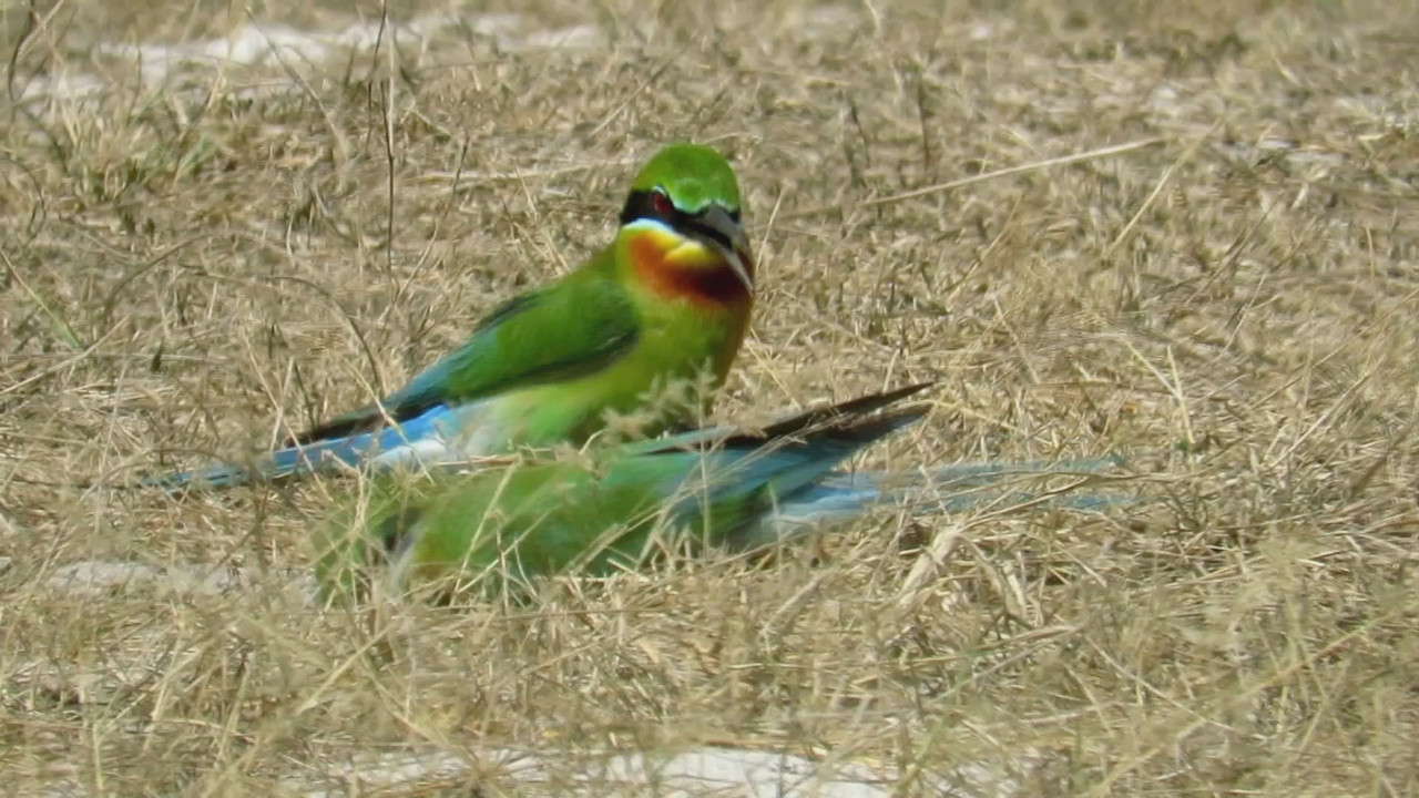 Bee Eater นกล่าผึ้ง