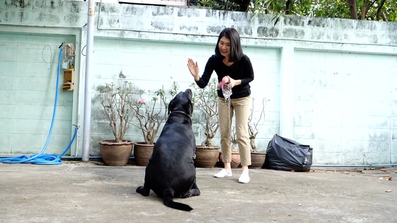 สุนัขดื้อซุกซน