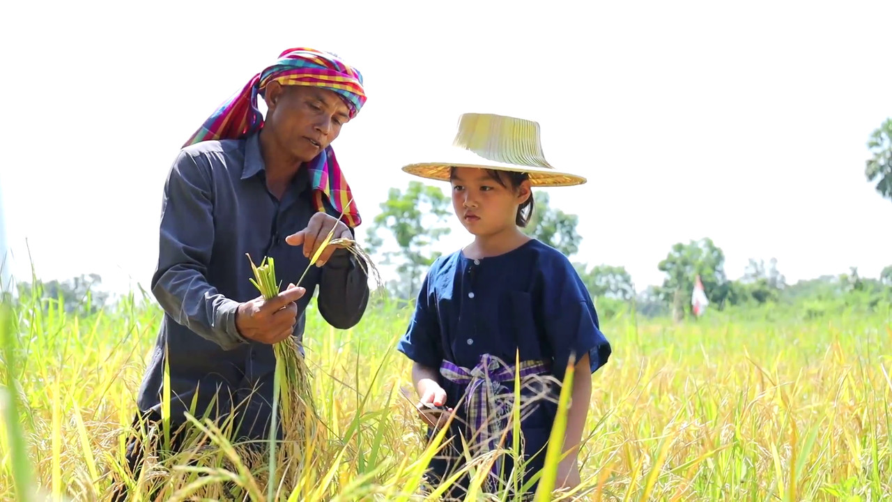 เรียนรู้การปลูกข้าว