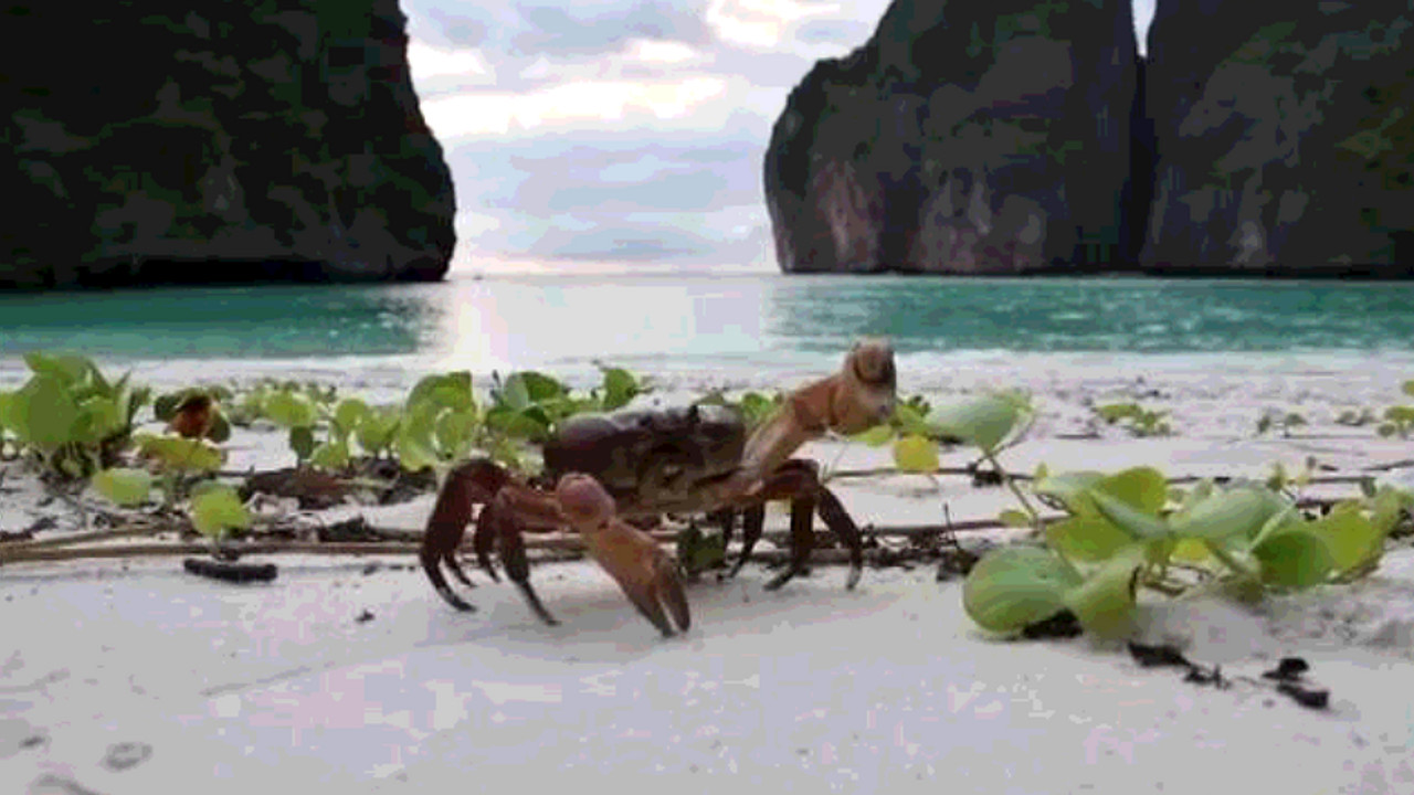 ระบบนิเวศน์อ่าวมาหยา จ.กระบี่ฟื้นตัว 