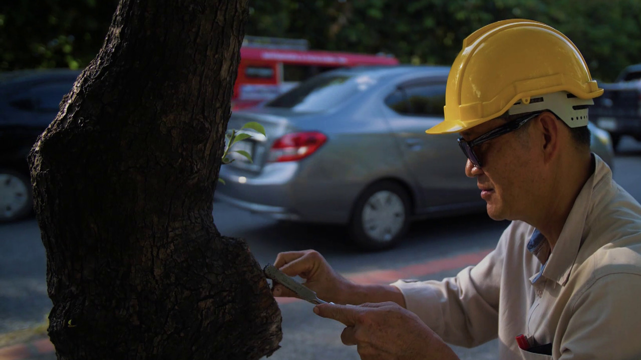 The Art of Arborist