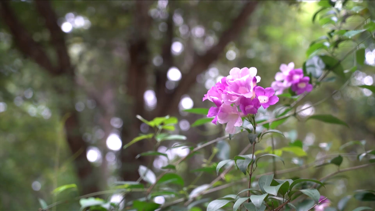 สวนพฤกษาศาสตร์พุแค ต่อยอดเพื่อต้นไม้ของพ่อ