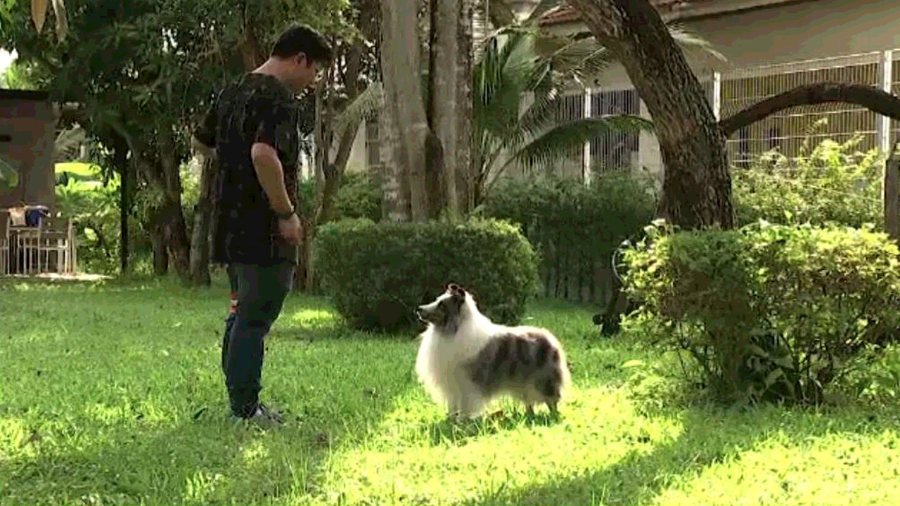 Dog Handler จูงสุนัขด้วยรักและฝัน