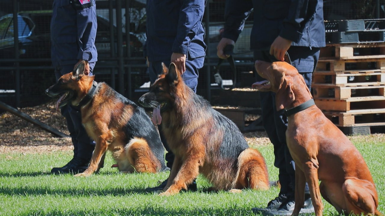 สุนัขตำรวจ K9 : น้องฟาฮัทและน้องชุนบี