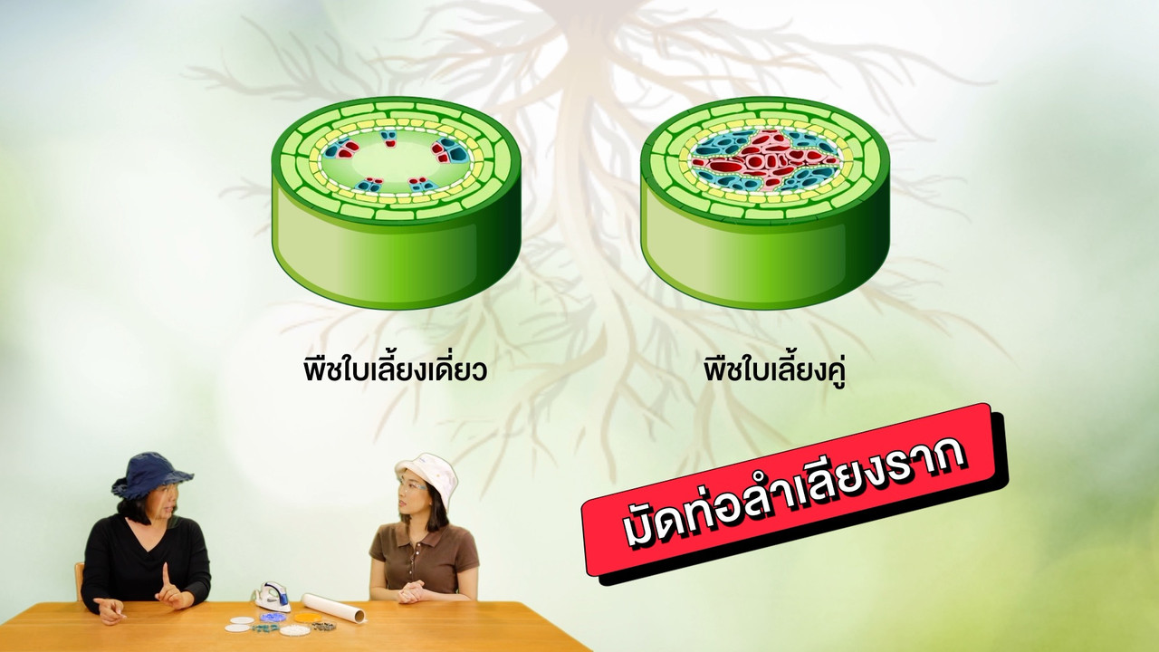 อยู่ไหนจ๊ะ เจ้าไซเล็ม โฟเอ็ม