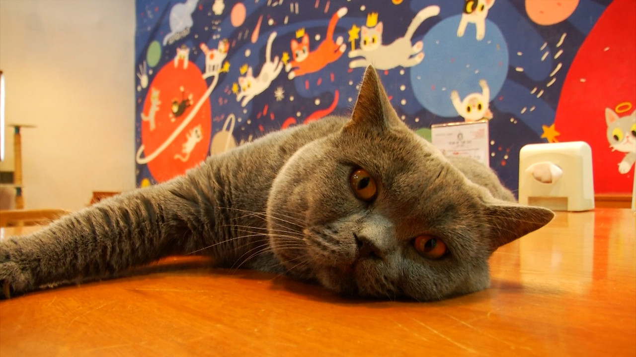 ชัวร์หรือมั่ว : แมวติดโควิด-19 สามารถหายเองได้
