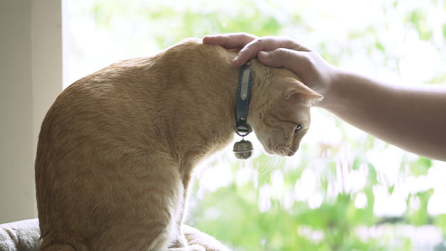 สัตว์บำบัดโลก
