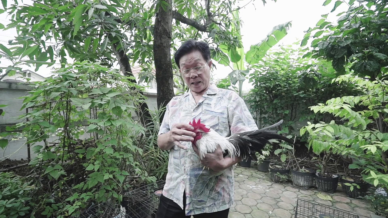 ลุงสุทิน เซียนไก่แจ้