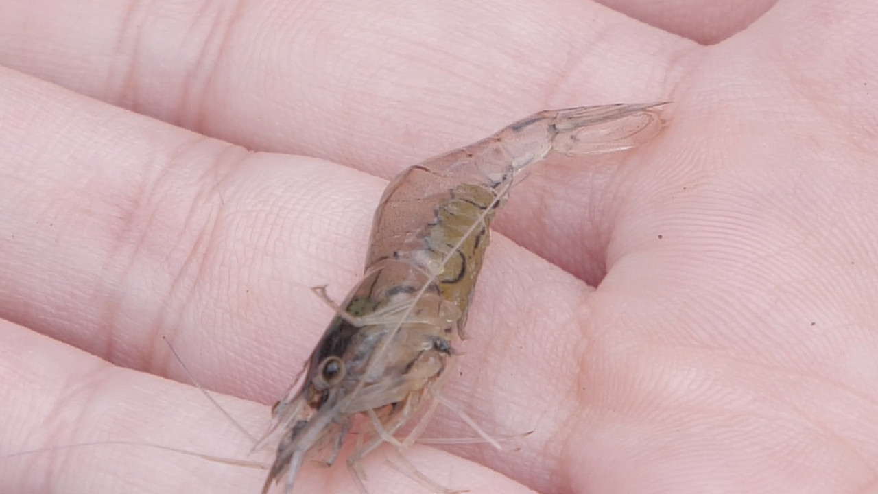 ฟาร์มกุ้งจิ๋ว 