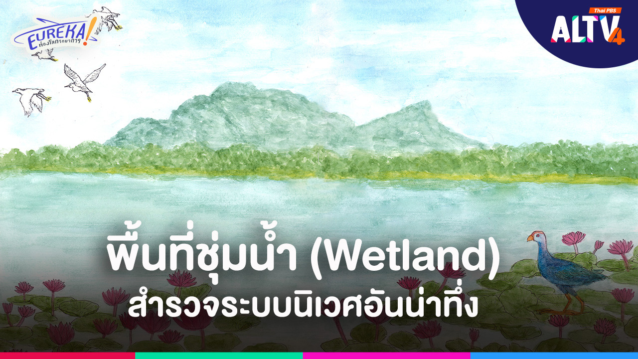 พื้นที่ชุ่มน้ำ (Wetland) สำรวจระบบนิเวศอันน่าทึ่ง