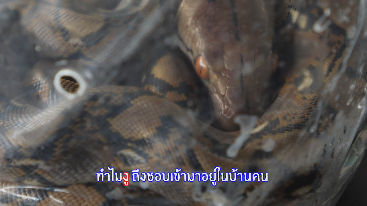 รู้เท่าทันงู 